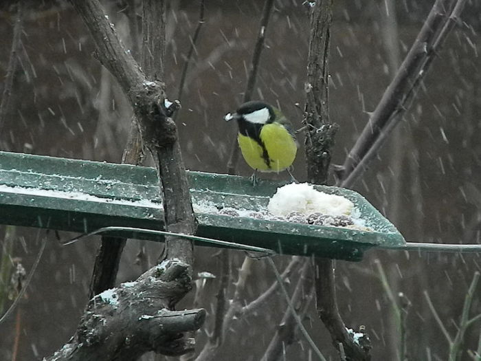 DSCN1005 - PITIGOII_3