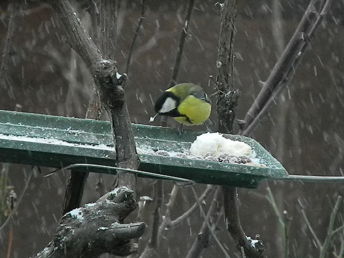 DSCN1006 - PITIGOII_3