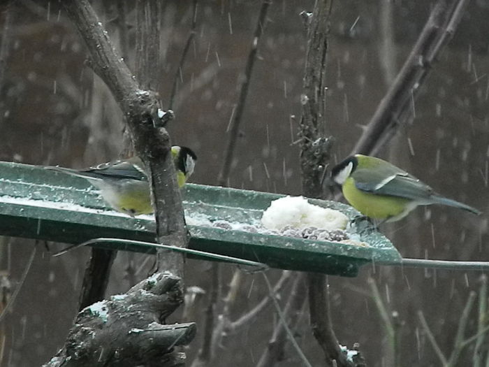 DSCN1009 - PITIGOII_3