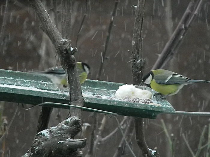 DSCN1010 - PITIGOII_3