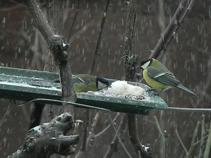 DSCN1013 - PITIGOII_3