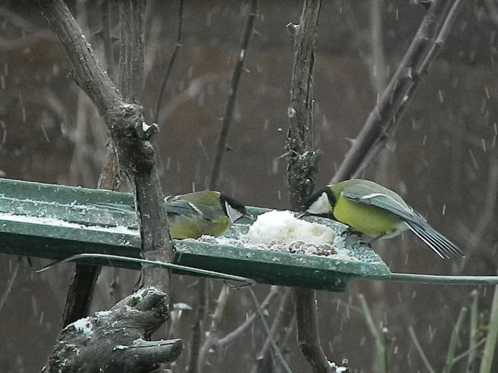 DSCN1017 - PITIGOII_3