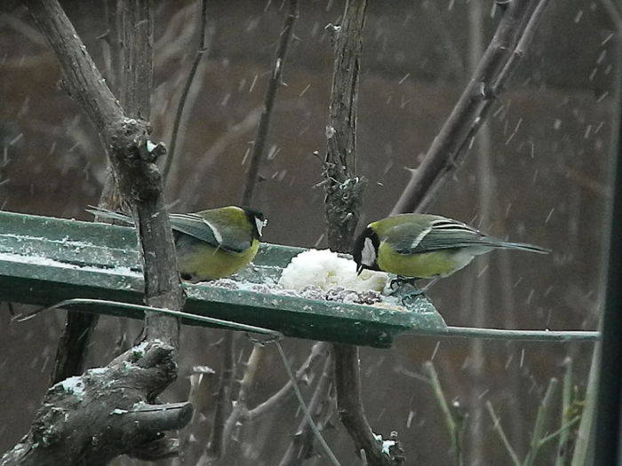 DSCN1028 - PITIGOII_3