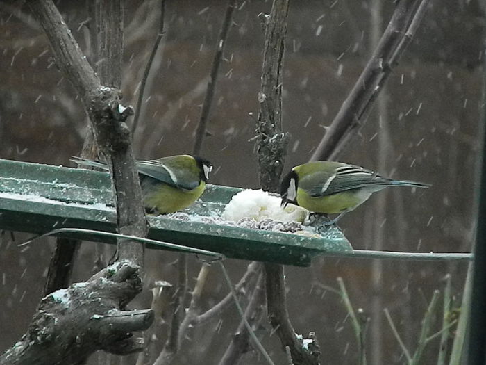 DSCN1029 - PITIGOII_3