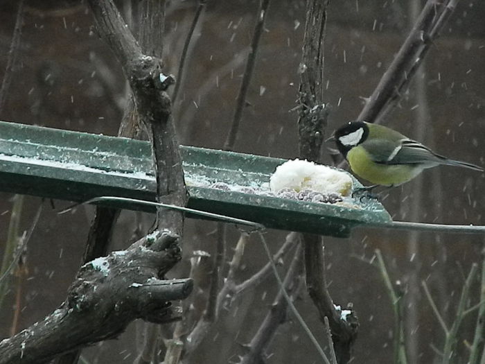 DSCN1030 - PITIGOII_3