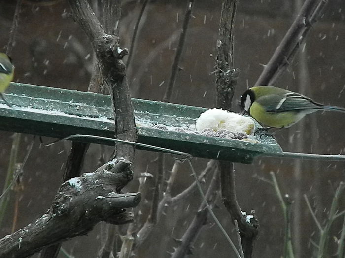 DSCN1031 - PITIGOII_3