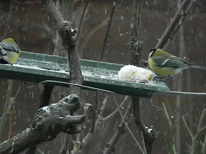 DSCN1034 - PITIGOII_3