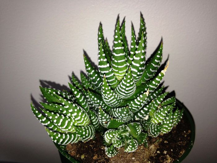 08 feb. 2015 - Cactusi Suculente