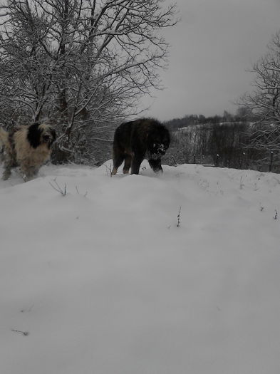 IMG_20150207_124501_1