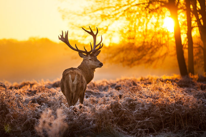 111578__deer-antlers-animal-nature-forest-trees-sun-sunset_p - Natura