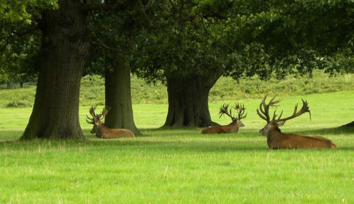 safari_printre_animale_salbatice_in_europa_woburn_park_-2461-3 - Natura