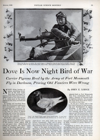 med_war_doves_0