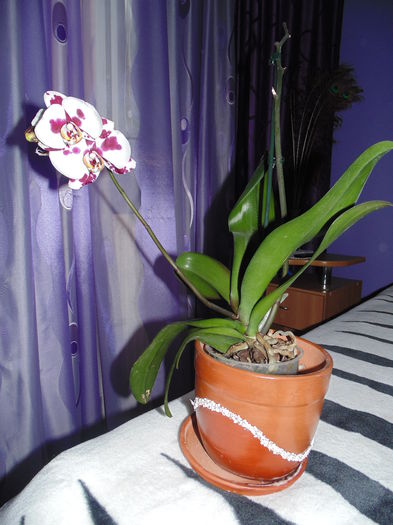 DSC06379 - Scumpele mele orhidei