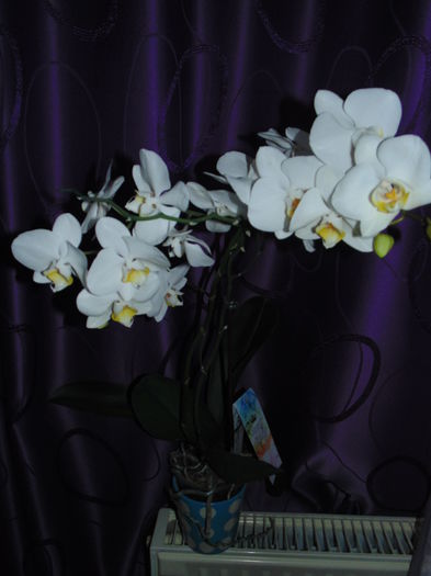 DSC06387 - Scumpele mele orhidei
