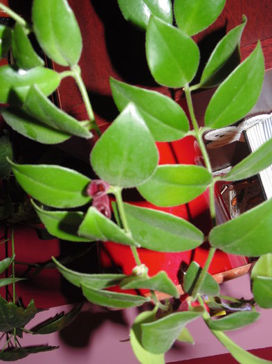 DSC06425 - Florile mele 2