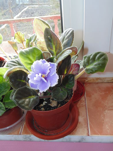 DSC06428 - Florile mele 2