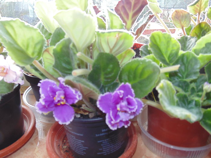 DSC06430 - Florile mele 2