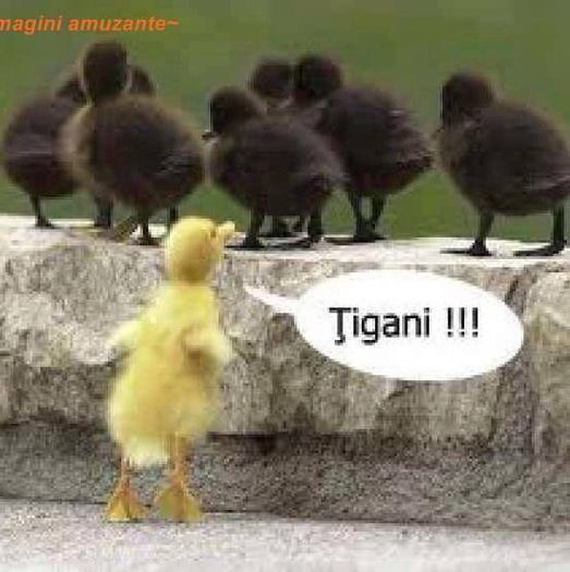 10968527_1532809306983921_369826619204373585_n