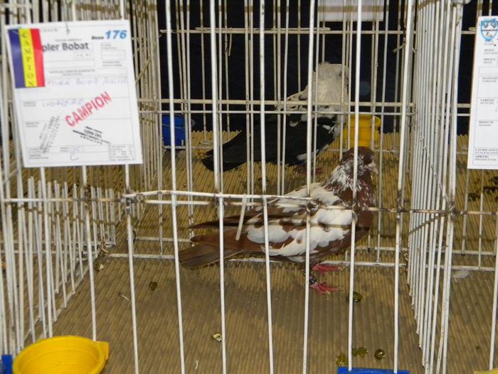 1911611_810548225649847_4475199578862723715_n