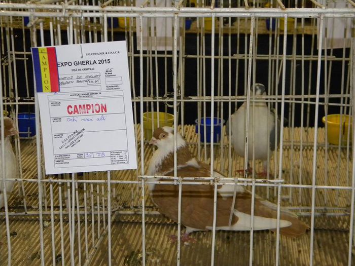 10968439_810547888983214_7178014812867975996_n