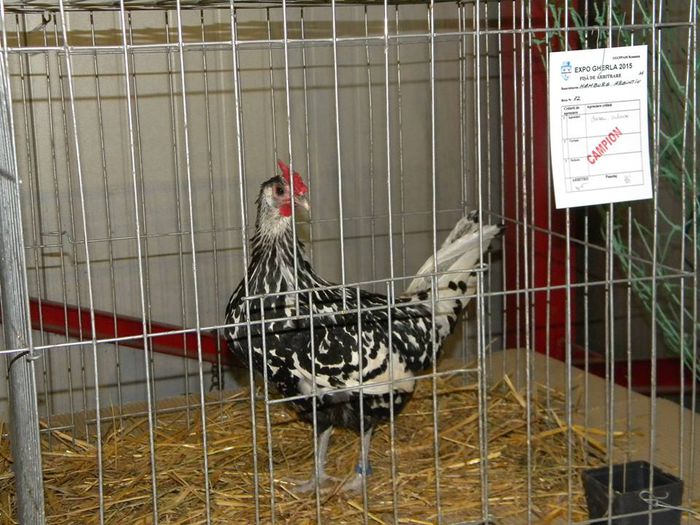 10404184_810549322316404_8832452355137017485_n - S- Expozitie Gherla 2015