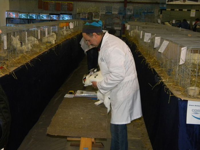 10424274_810550408982962_7975323958403793598_n - S- Expozitie Gherla 2015