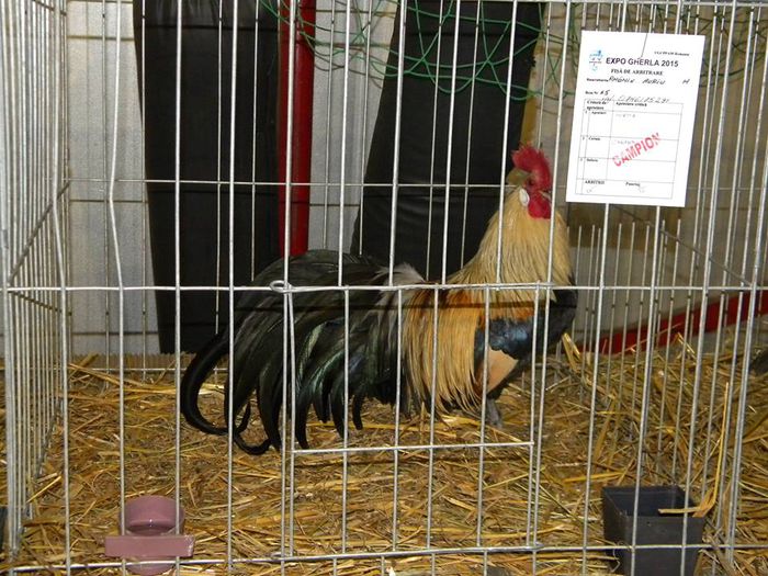 10474853_810549295649740_7406024149241189872_n - S- Expozitie Gherla 2015