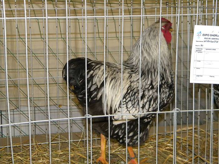 10612983_810549318983071_5872400760581473607_n - S- Expozitie Gherla 2015