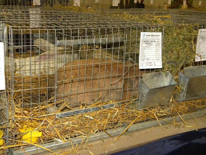 10897131_810549852316351_5784800475090995698_n - S- Expozitie Gherla 2015