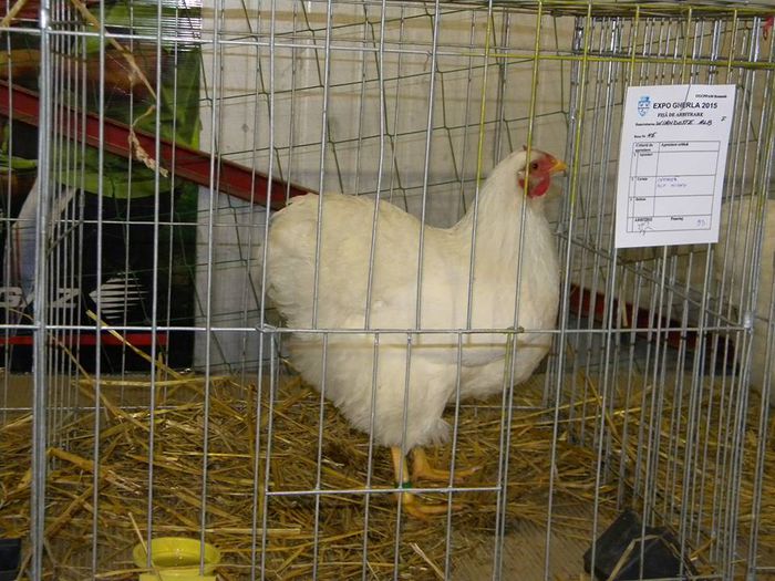 10922542_810549328983070_8432566579960225721_n - S- Expozitie Gherla 2015