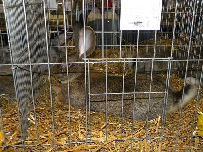 10930886_810550388982964_9048805889063573451_n - S- Expozitie Gherla 2015