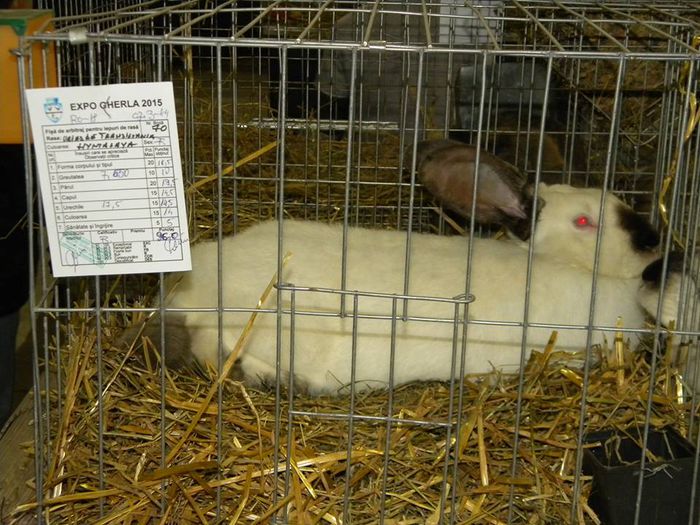 10933706_810549575649712_6616677105555903148_n - S- Expozitie Gherla 2015