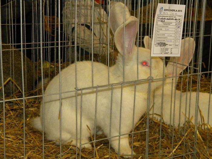 10953205_810549795649690_1479290864885580406_n - S- Expozitie Gherla 2015