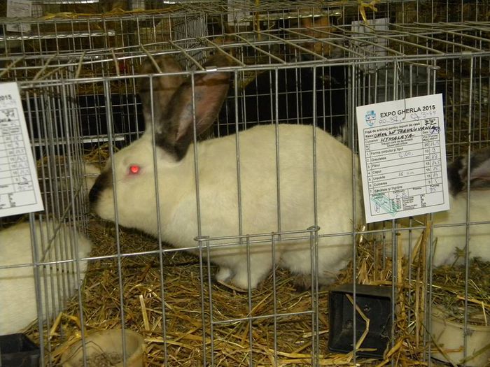 10953973_810549635649706_5156006392201643634_n - S- Expozitie Gherla 2015