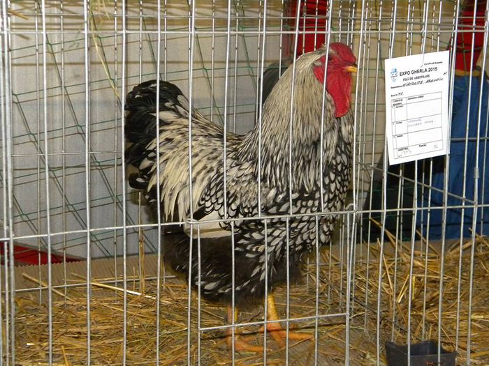 10968320_810549305649739_212962795606194353_n - S- Expozitie Gherla 2015