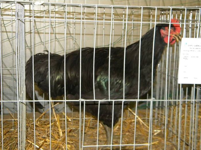 10982203_810549308983072_539616297906929090_n - S- Expozitie Gherla 2015