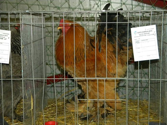 10984067_810549535649716_4332072810821133317_n - S- Expozitie Gherla 2015