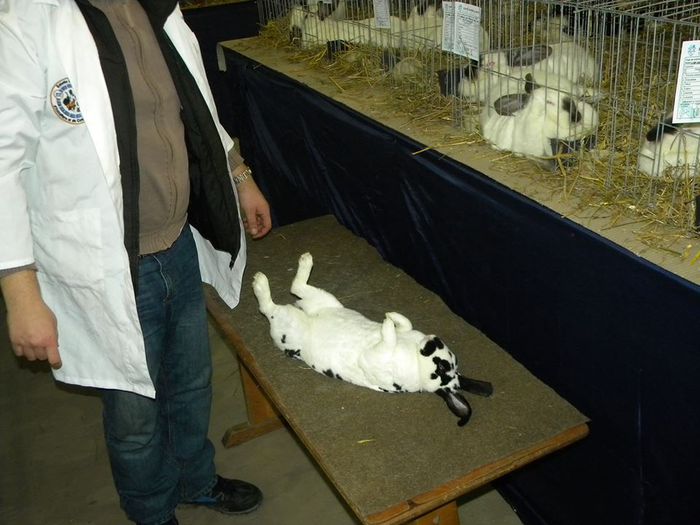 10386275_810550578982945_8999767658501109797_n - S- Expozitie Gherla 2015