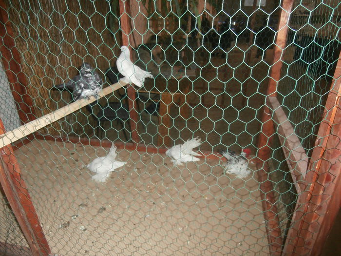 P2060011 - S- Expozitie Gherla 2015