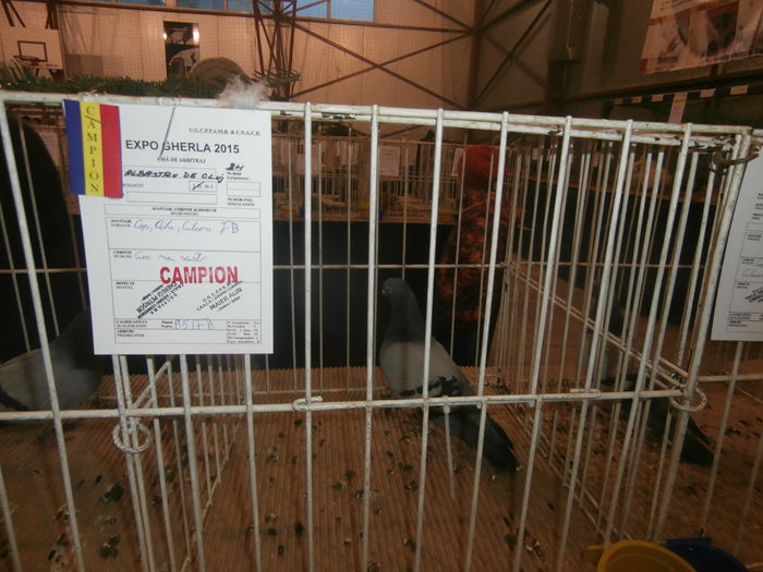 P2060013 - S- Expozitie Gherla 2015