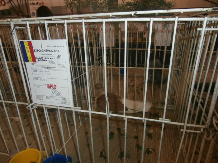 P2060015 - S- Expozitie Gherla 2015