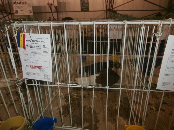 P2060016 - S- Expozitie Gherla 2015