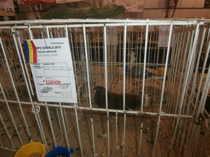 P2060017 - S- Expozitie Gherla 2015