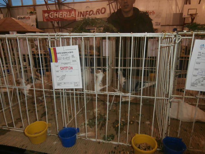 P2060018 - S- Expozitie Gherla 2015