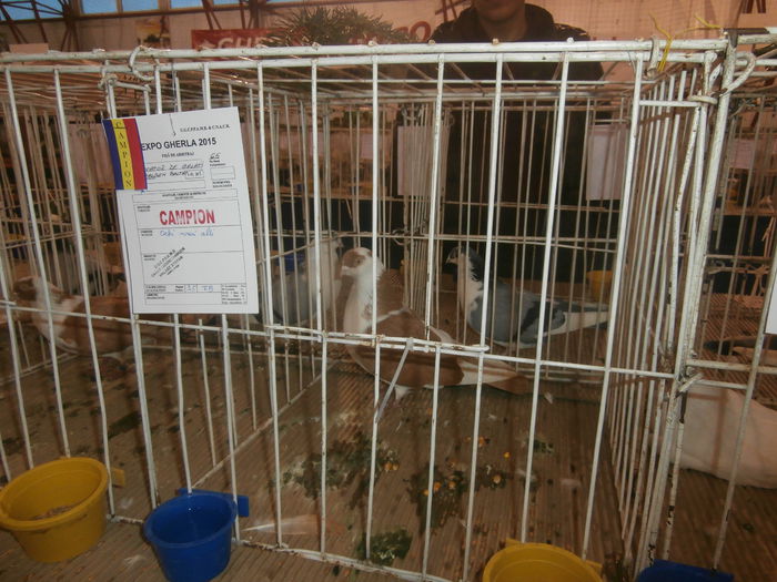 P2060019 - S- Expozitie Gherla 2015