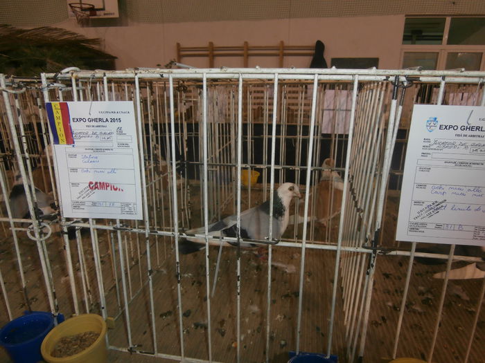 P2060020 - S- Expozitie Gherla 2015