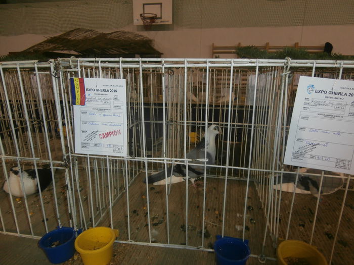 P2060021 - S- Expozitie Gherla 2015