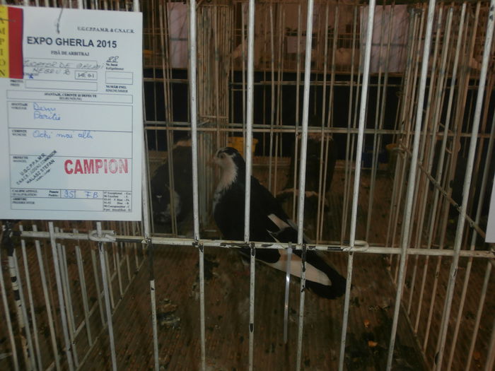 P2060023 - S- Expozitie Gherla 2015