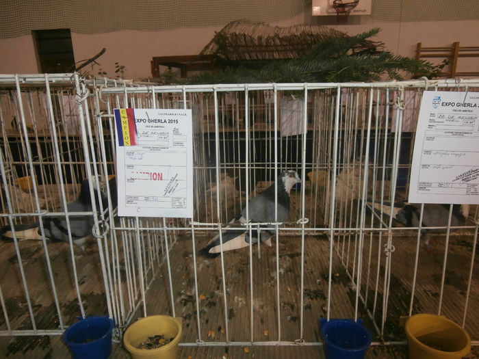 P2060024 - S- Expozitie Gherla 2015