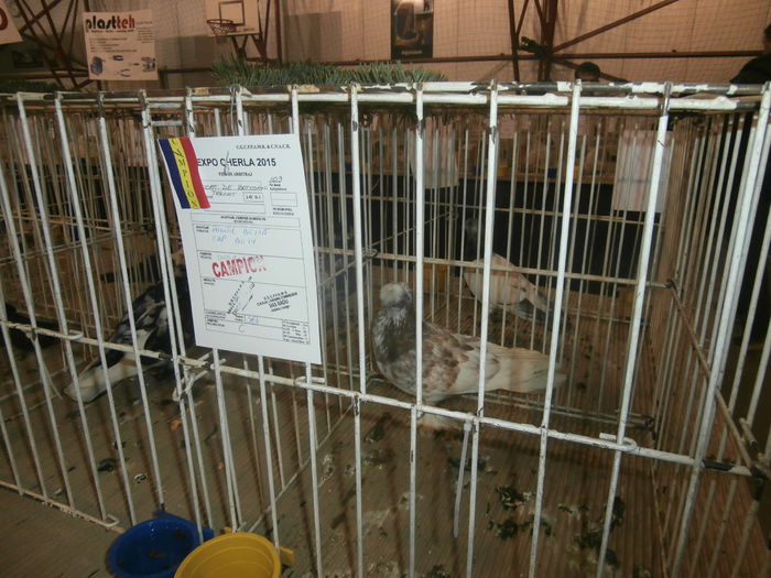 P2060026 - S- Expozitie Gherla 2015